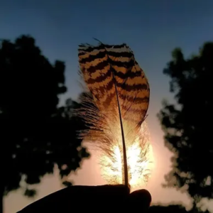 Best Environmental NGOs in India