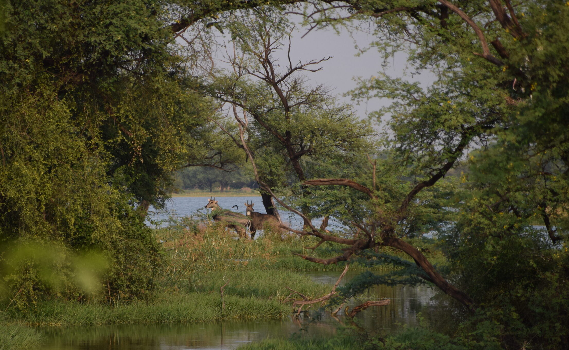 World Wetlands Day 